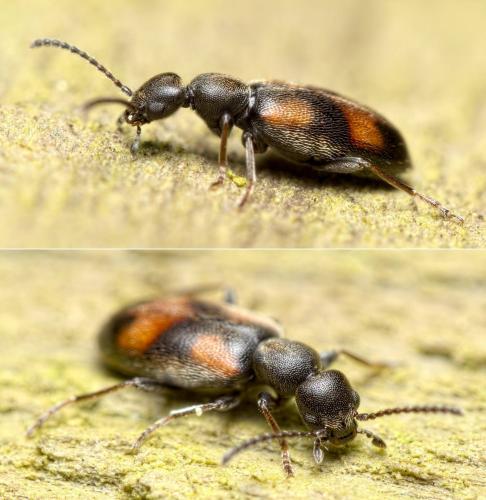 Réf. 255 674 : Anthicus antherinus