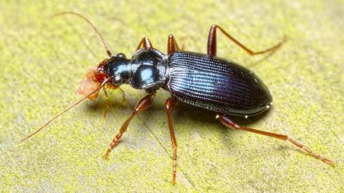 Réf. 255 471 : Leistus spinibarbis