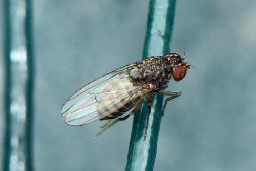 Drosophila hydei