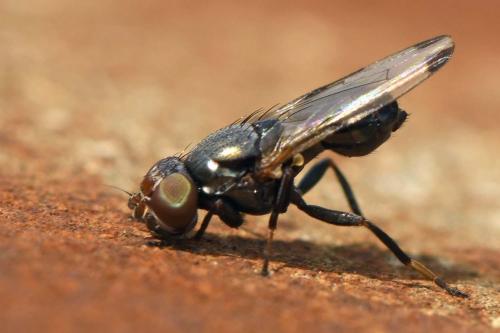 Euxesta notata