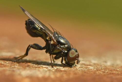 Réf. 255 767 : Euxesta notata