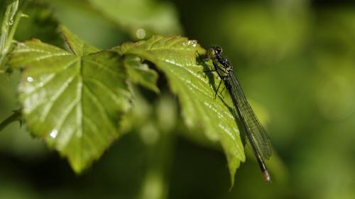 Erythromma najas