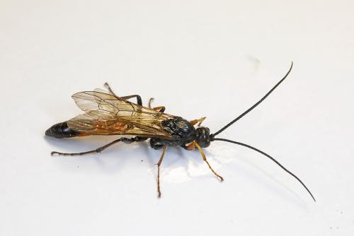 Alomya debellator