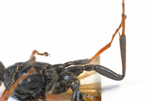 Alomya debellator