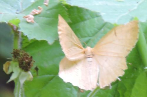 Angerona prunaria