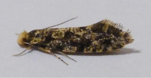 Réf. 255 654 : Nemapogon sp.