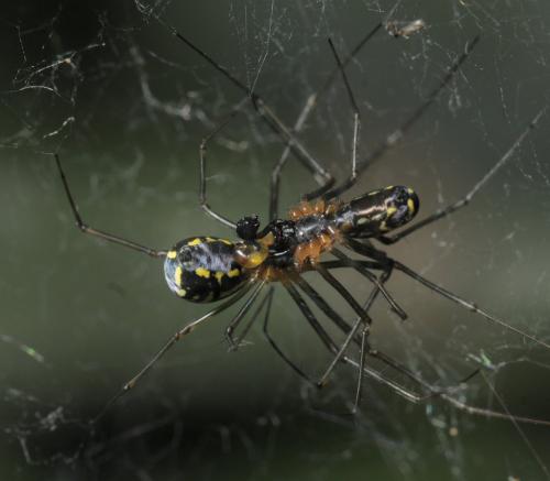 Réf. 255 485 : Neriene radiata
