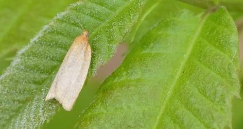 Clepsis unicolorana