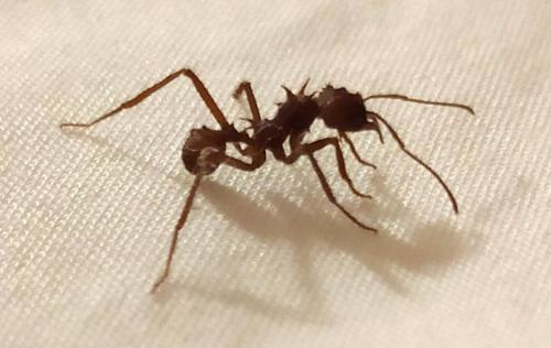 Acromyrmex sp.