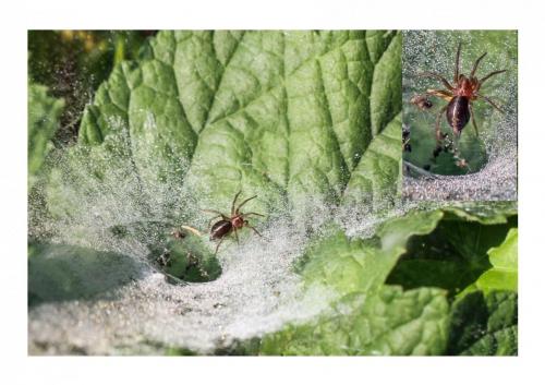 Agelena labyrinthica