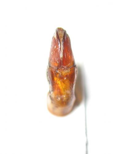 Tmesorrhina pilosipes