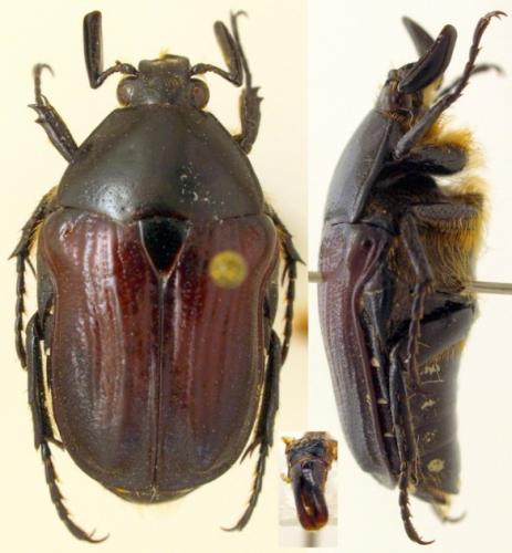 Heterocranus incisus