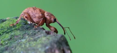 Réf. 255 899 : Curculio sp.