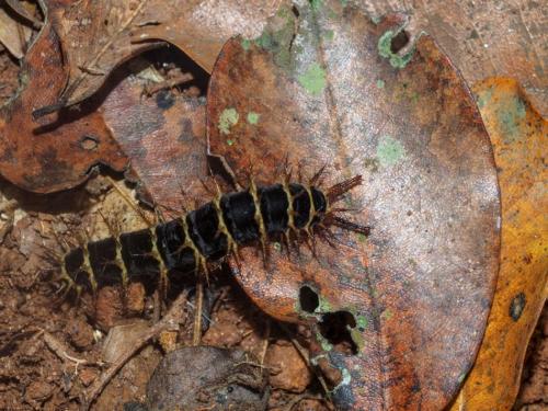 Acraea sp.