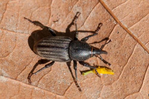 Sphenophorus sp.