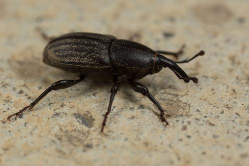 Sphenophorus sp.