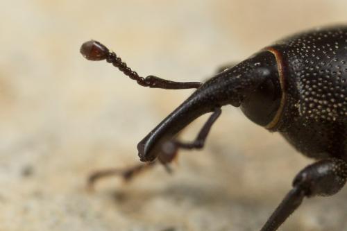 Sphenophorus sp.