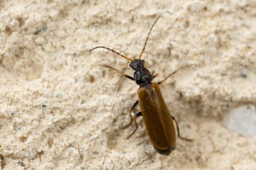 Rhagonycha sp.