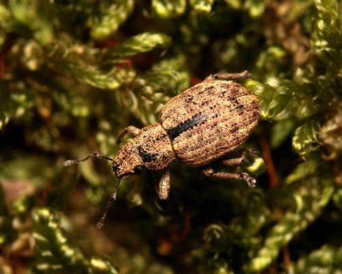 Réf. 255 831 : Strophosoma melanogrammum
