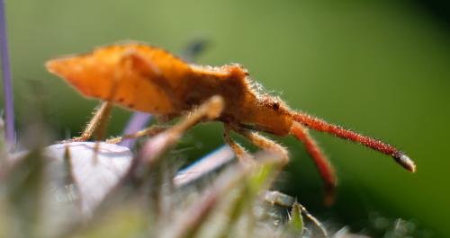 Coriomeris affinis