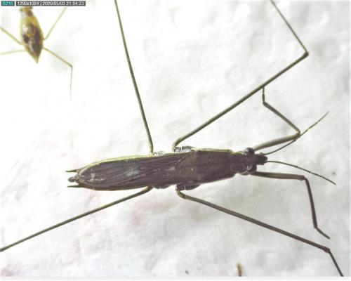 Aquarius paludum
