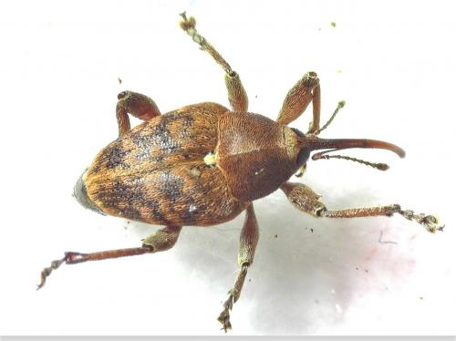 Réf. 255 809 : Curculio nucum