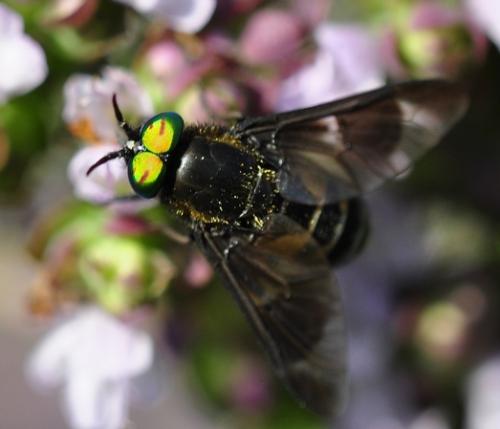 Réf. 255 428 : Chrysops caecutiens