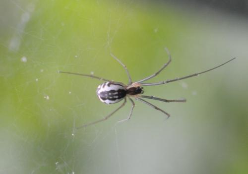 Réf. 255 481 : Neriene radiata