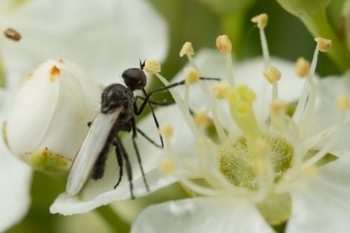 Réf. 255 998 : Empis sp.