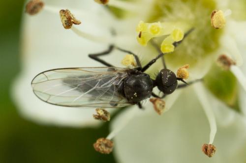 Empis sp.