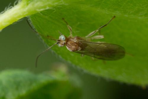 Réf. 255 979 : Piogaster albina