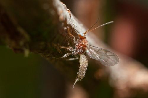 Réf. 255 910 : Piogaster albina