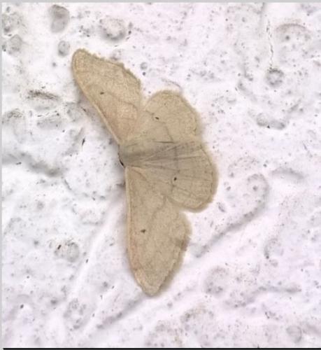Idaea straminata