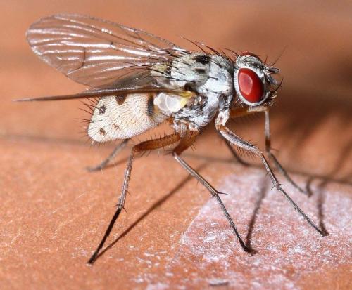 Réf. 255 068 : Helina clara