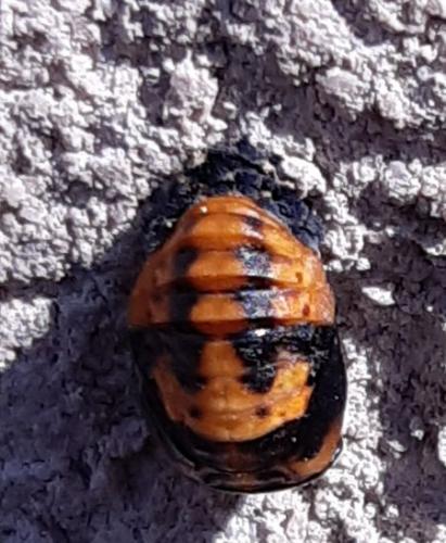 Harmonia axyridis
