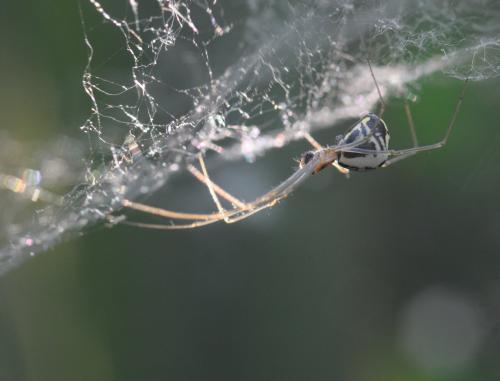 Réf. 255 484 : Neriene radiata