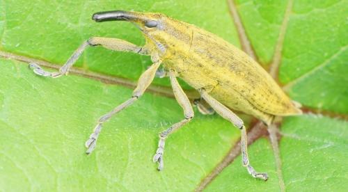 Réf. 255 298 : Lixus iridis