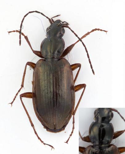 Réf. 255 032 : Agonum piceum