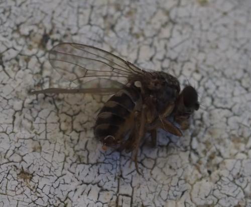 Drosophila hydei