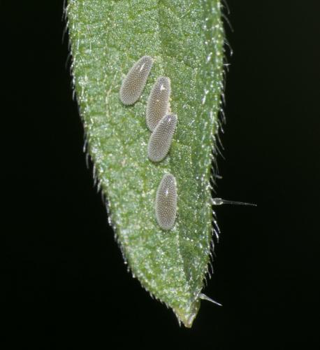Réf. 255 847 : Syrphus ribesii