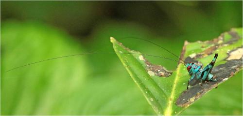 Lipotactes vietnamicus