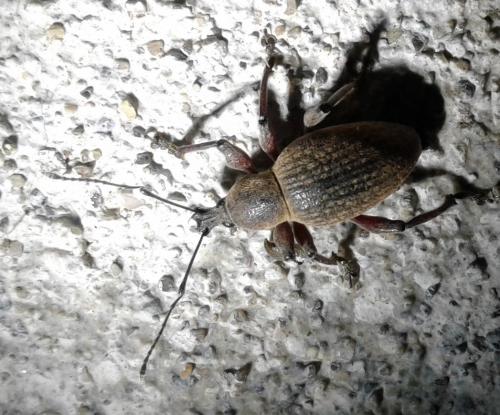 Réf. 255 146 : Otiorhynchus pseudonothus