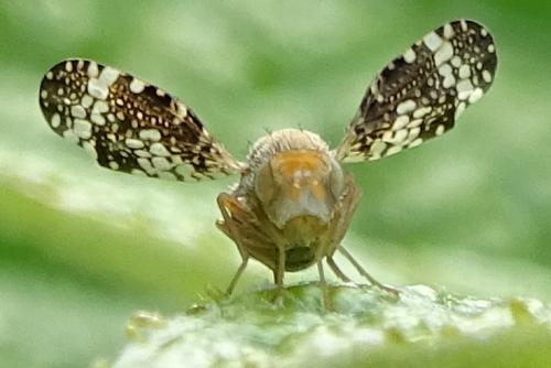 Réf. 255 652 : Oxyna parietina