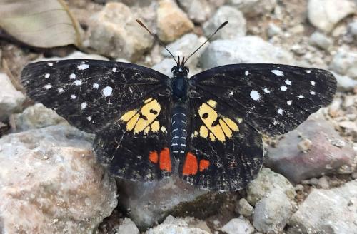 Réf. 255 107 : Chlosyne erodyle