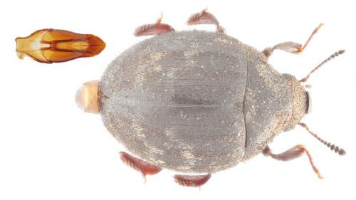 Réf. 255 098 : Porcinolus murinus