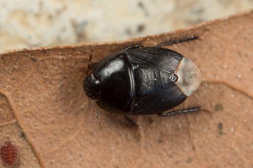 Geotomus sp.