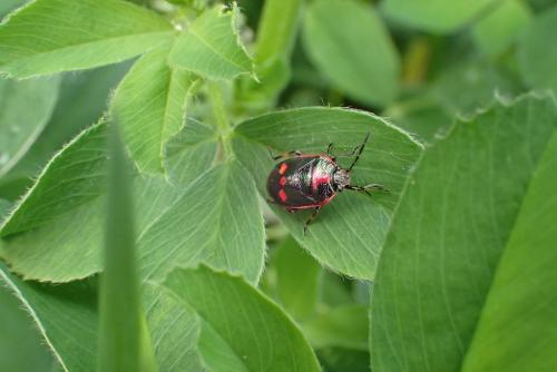 Eurydema oleracea