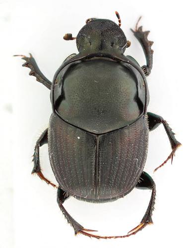 Onthophagus illyricus