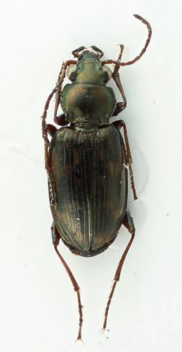Bembidion varium