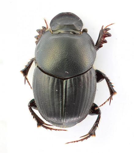 Réf. 255 265 : Onthophagus taurus